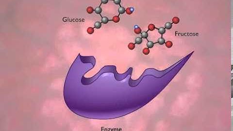 Enzyme Action and the Hydrolysis of Sucrose