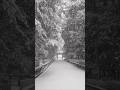 大雪の京都　#雪の京都　