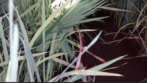 Cắm câu cá lóc mồi nhái dính toàn ếch | fishing