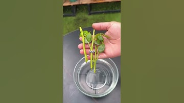 Rose cutting 99% of people have never seen this method! #rose #cuttingmethod