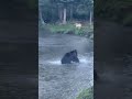 The bear, the wolf and the raven.