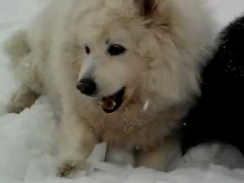 Samoyed i Chow-chow