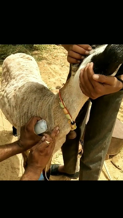 IV in Sheep  #sheep #goat