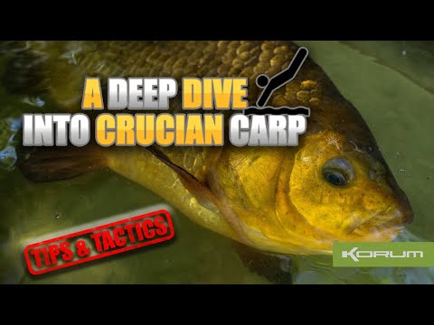 Video: Crucian fish - habits and features