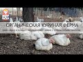 Сабабушка иврит. Прямой эфир с органической фермы משק מלמד