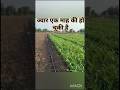 ज्वार की फसल एक माह की ही चुकी है🌾🚜।#desi #farming #music #farmer