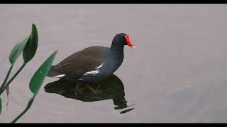 Birding Green Cay December 2022