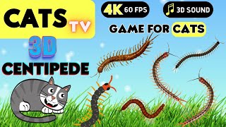 CATS TV  Real Centipede  3 HOURS (Cat Games On Screen) Best Game For CATS  [4K] NO ADS