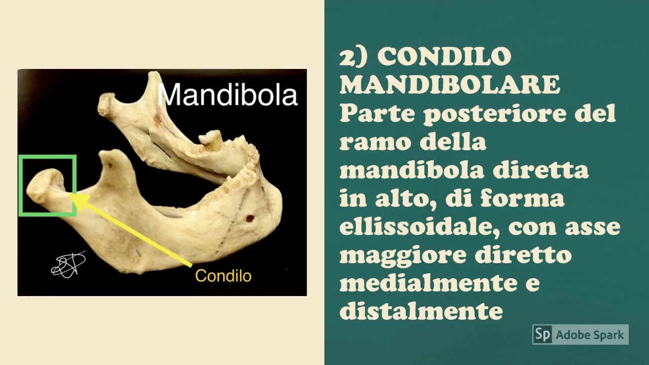 Articolazione Temporo Mandibolare Prof  Paolo Parrinello