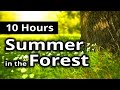 10 HOURS - SUMMER in the FOREST - Relaxing Nature Sounds - Meditation + Sleep