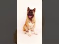 Akita dog video || Akita dog funny videos || Akita dog training video || Akita dog fight video