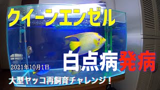 海水魚水槽14 白点病 クイーンエンゼル 大型ヤッコ 飼育 サンゴ水槽 2021年10月1日