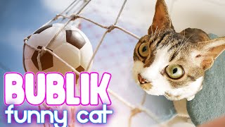 Football CAT Devon Rex by Bublik funny cat 111 views 1 year ago 9 minutes, 24 seconds