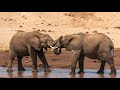 For my LOVE of Elephants - Samburu National Reserve    HD 720p