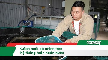 Cách nuôi cá chình trên hệ thống tuần hoàn nước