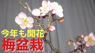 今年も開花梅盆栽 - YouTube