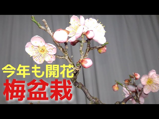 今年も開花梅盆栽 - YouTube