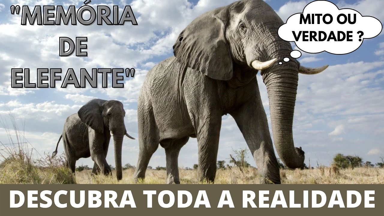 O termo “Memória de Elefante” existe porque estes animais têm mesmo boa ...