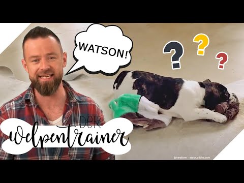 Video: 3 Gründe, warum Ihr Hund ihren Namen kennen muss