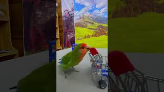 Bird Training : Smart Lovebird Parrot | Smart Little Cute Parrot #Training #Smartparrot #Cute