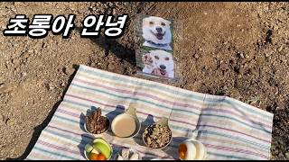 너무나도 갑작스럽게 강아지별로 떠난 초롱이를 위해 49재를 지내줬어요