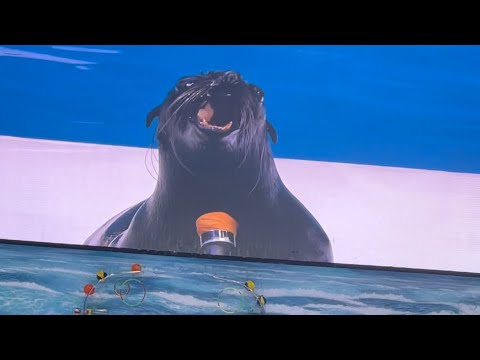 How can seal sing 😱| Dolphin and Seal Show | Dubai Dolphinarium Show