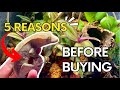 Watch This Before You Buy! *5 Reasons* Why YOU need a Crested Gecko…The Best Beginner Reptile