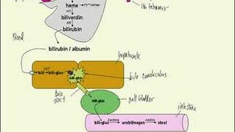 bilirubin metabolism made simple