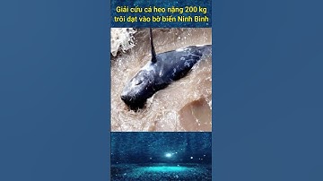 Giải cứu cá heo nặng 200 kg trôi dạt vào bờ biển Ninh Bình #shorts