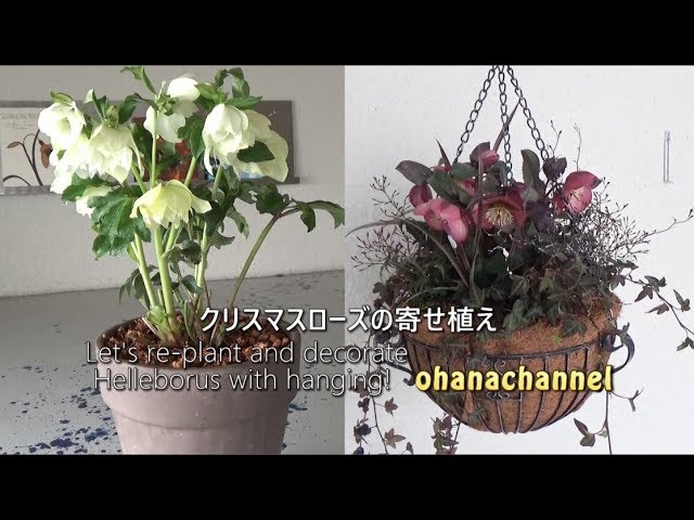 寄せ植え　花　クリスマスローズviv