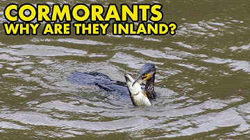 Why Have Cormorants Moved Inland? : FISH MYTHS UK