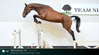 29 True Magic TN (Tattoo TN x Diamant de Semilly) mare, 2023 - TN x WS 2026