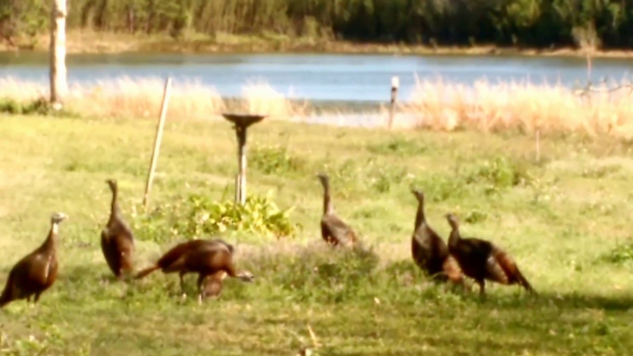 It's a wild turkey morning! 