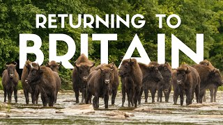 Here's How The European Bison Will Transform the UK