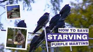 How to Save Starving Purple Martins