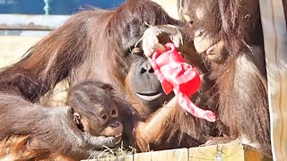 チェリアとロキは象さんジョーロがお気に入り(1)・オランウータン