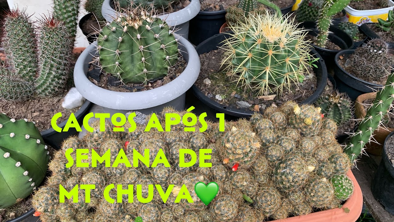 Atualizando meus cactos no inverno e planta nova na família 💚🌵🌵🌱🌱🌺😘