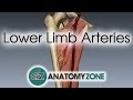 Lower Limb Arteries Overview - 3D Anatomy Tutorial