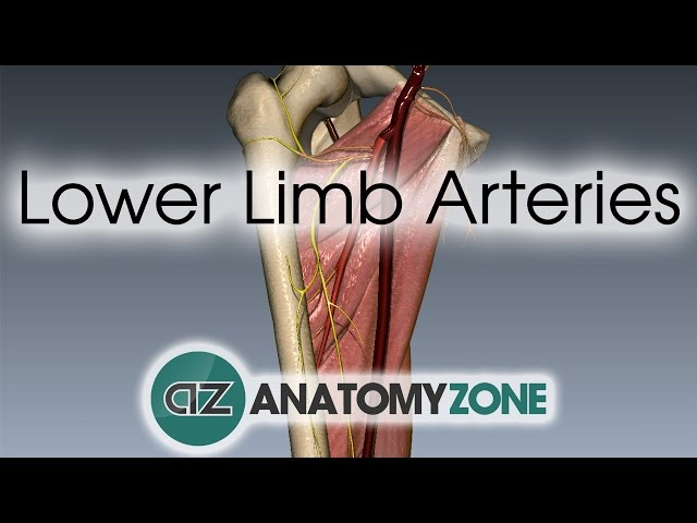 Lower Limb Arteries Overview - 3D Anatomy Tutorial class=