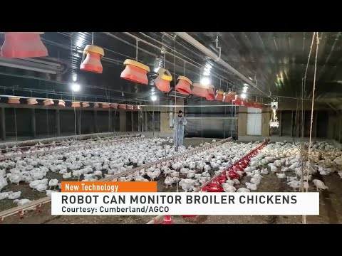 Poultry Robots Monitor Broiler Chickens