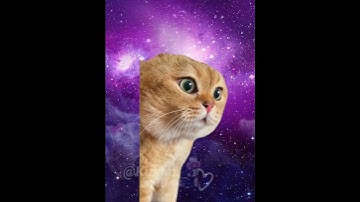 Thumbnail of Hej miśki czas wstać! 😂😽 #cats #śmieszne#greenscreen #cat #trend#memes#funny#memy #catmeme