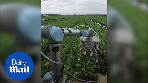 Robot uses machine learning to harvest lettuce