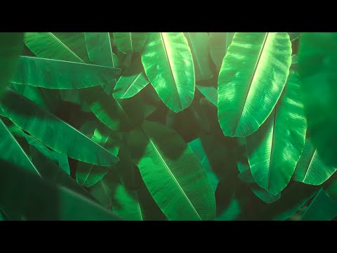Wideo: Struktura storczyków: części roślin, opis, zdjęcie