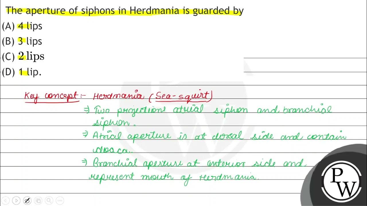 The Aperture Of Siphons In Herdmania Is Guarded By A 4 Lips B 3 the-aperture-of-siphons-in-herdmania-is-guarded-by-a-4-lips-b-3