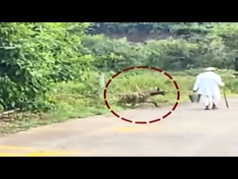 Pune Hyena Attacks Old Man|Wild Attack