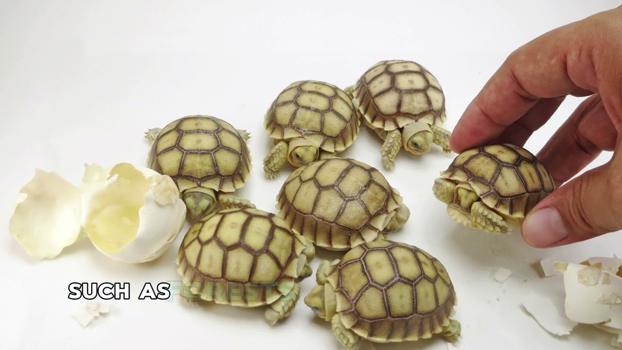 Познакомьтесь с черепахами! «Кормление, вольеры и многое другое» — «Утренний распорядок дня череп...