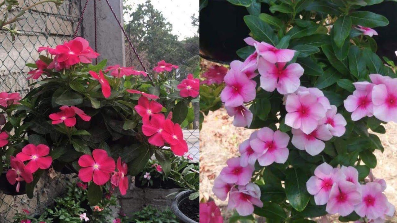 Germinando semillas de vincas o Teresitas 🌱