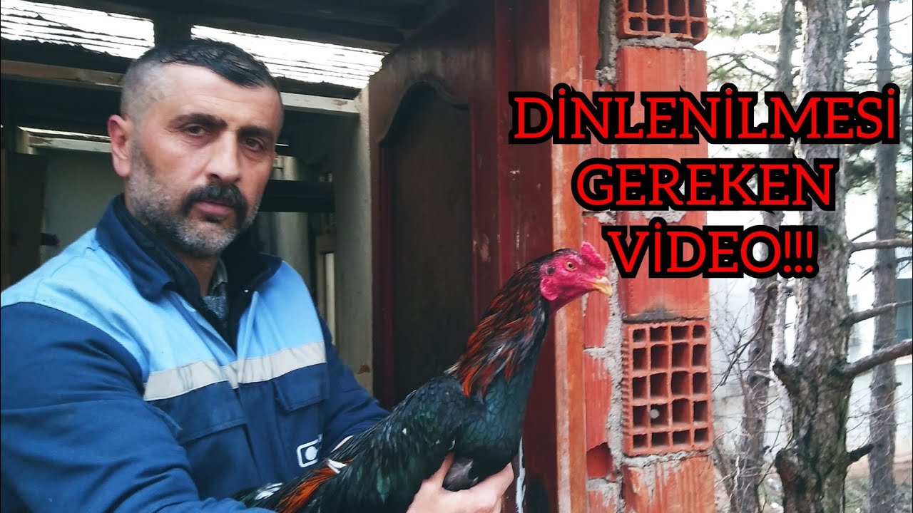 #67 #TAŞ TIRNAK,KÜMES BOYUTU VE HOROZ HAZIRLAMA İLE İLGİLİ BİLGİLER!!!