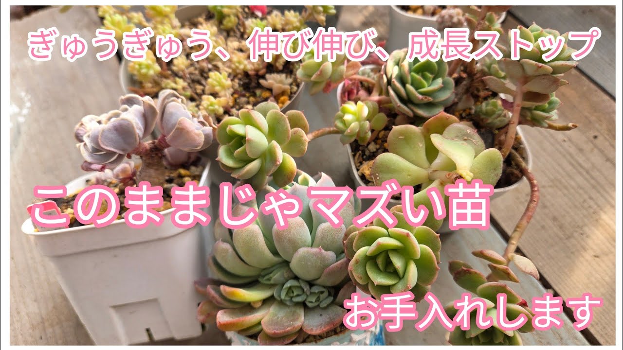 そのままだとマズいかも？！という苗のお手入れ🌱🌱🌱