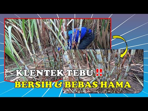 Cara Klentek Tebu || Alat Klentek Tebu Sederhana dengan Cara Mekanis Tapi Efektif